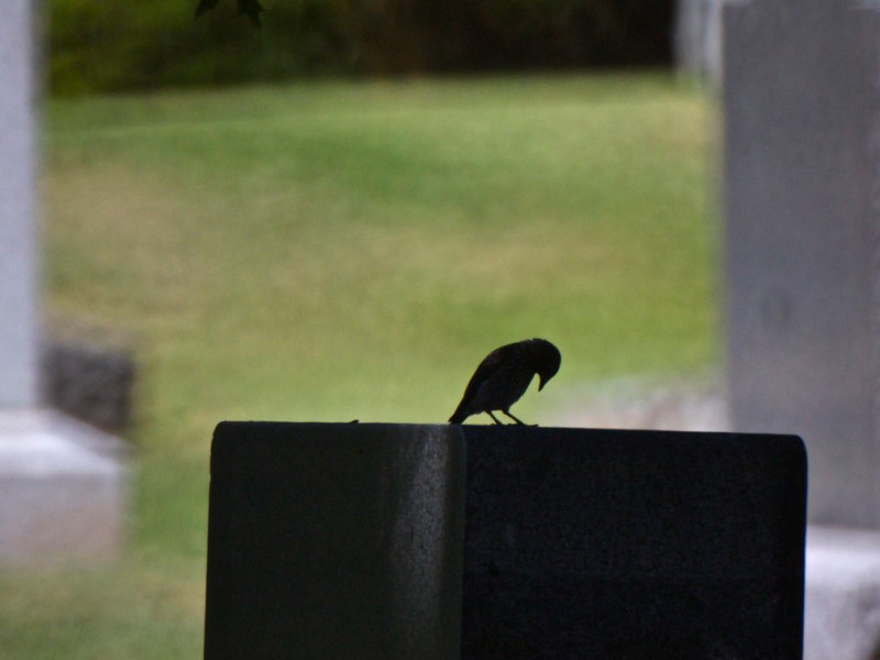 Plus ça change: a taxonomy of pressures and hard times in higher&nbsp;education