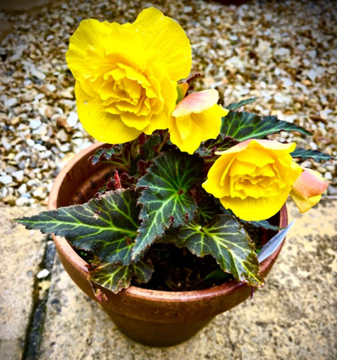 Lessons from the&nbsp;Garden